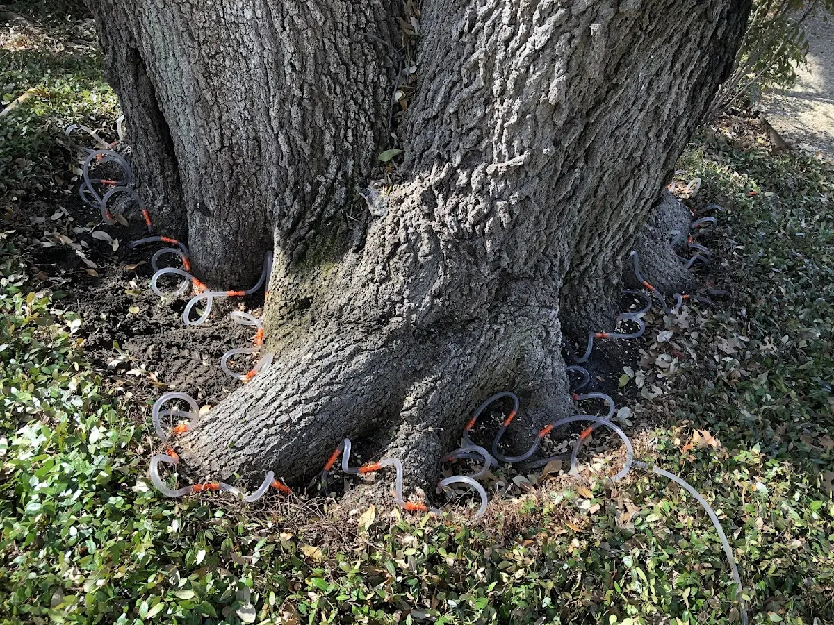 Detailed Tree Cabling and Bracing job site in Aldrich