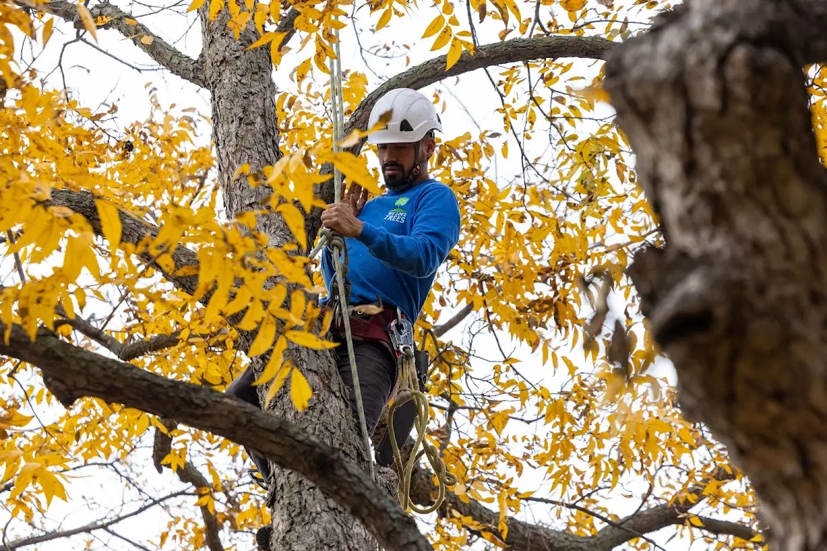 Skilled Tree Planing crew working in Aldrich